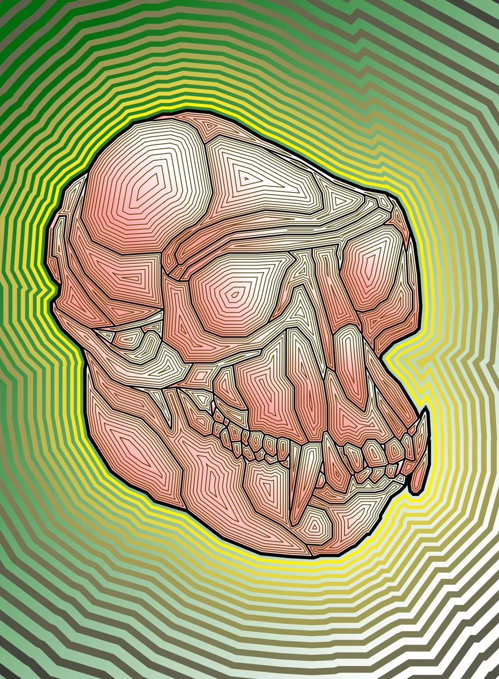 Outlined Hanuman Langur Skull
